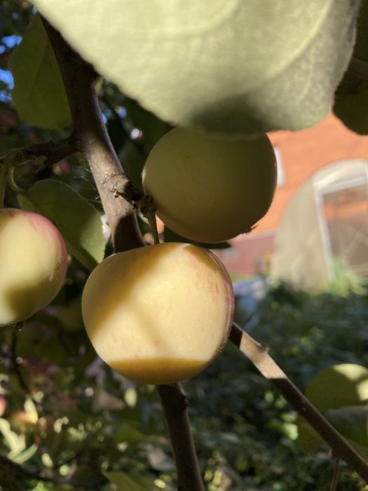 Продам огурцы , помидоры ,яблоки .выращены в огороде без химикатов .со