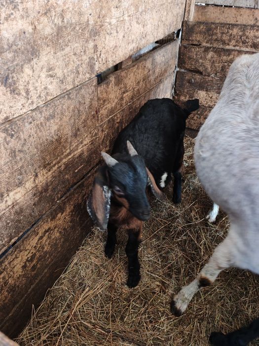 Vând iezi anglo nubian