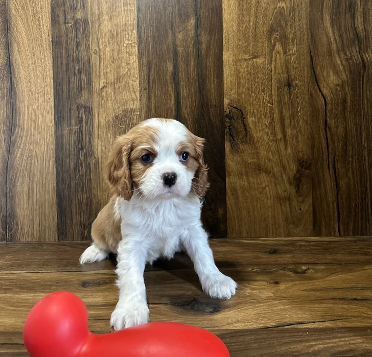 Cavalier King Charles de culoare bicolor cu parinti cu pedigree