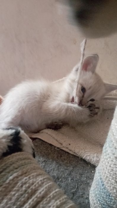 Котята сиамские.