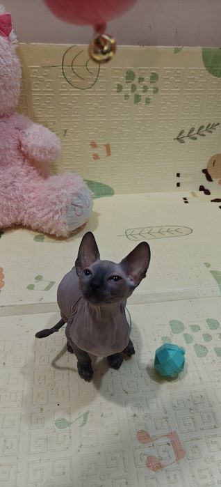 Котета Канадски Сфинкс