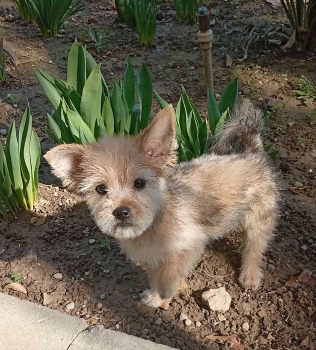 Йоркширский терьер