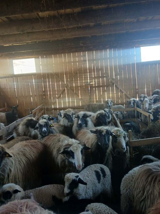 Vând oi com Rebrișoara sat Gersa I