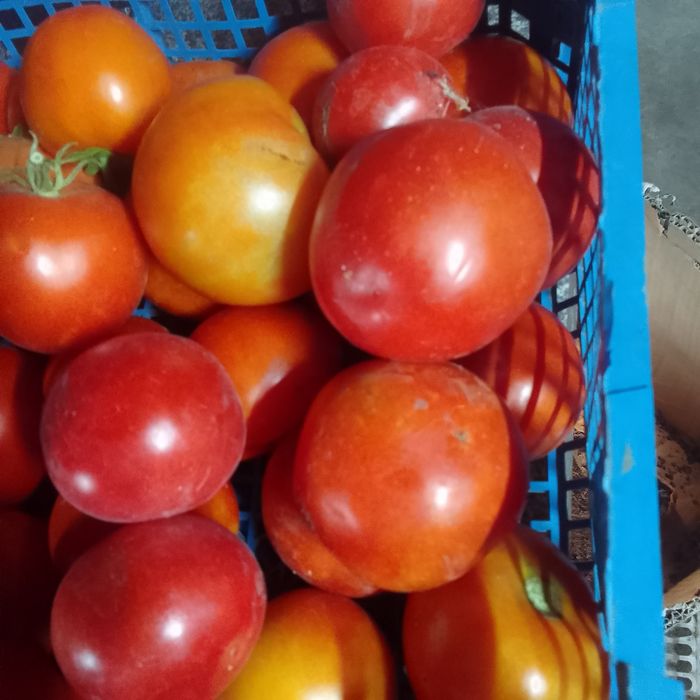 Продам домашние помидоры, красные и зеленые, огурцы,тыква