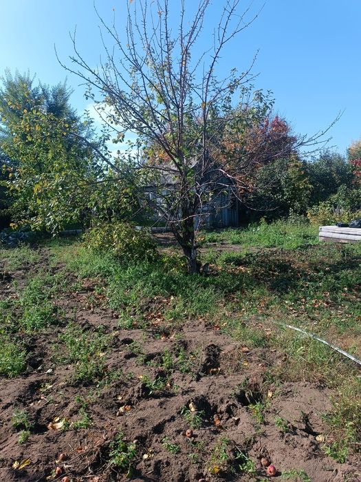 Продам дачу садоводство яблонька