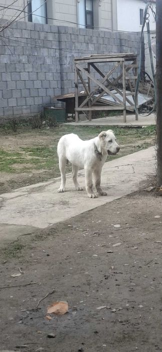 Алабай щенки тобет