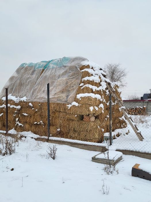 Сена продам жонышка тюкии