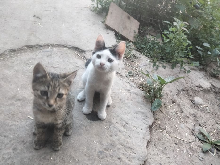 Отдам котята в хорошие руки