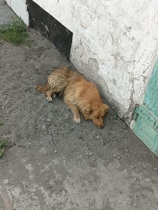 Мальчики охранники ищут себе дом