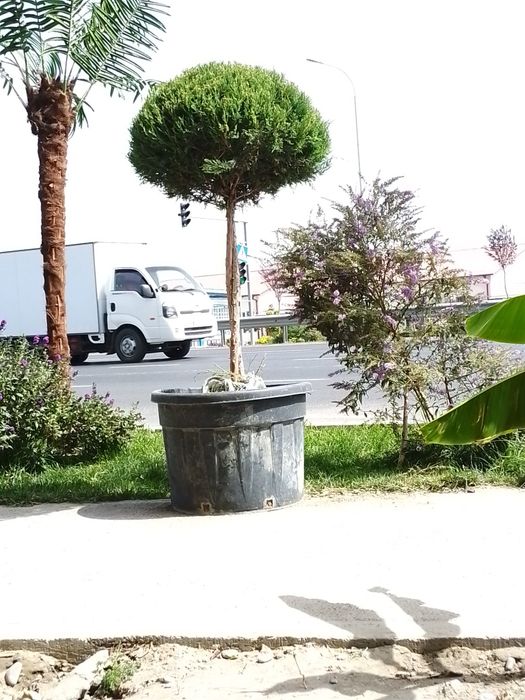 Gazon ekish Archa kesish