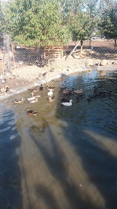 Rate mandarine, caroline, sulitare , lebede