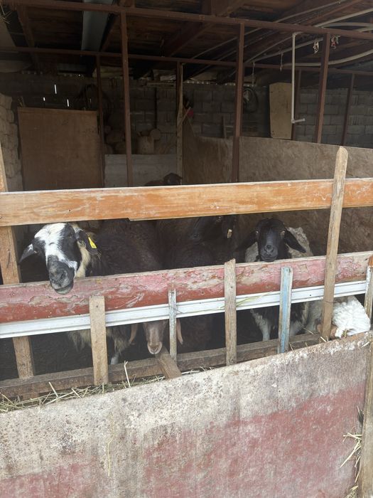 Қойлар сатылады срочно