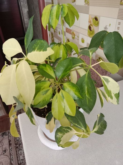 Шеффлеру цветок продам