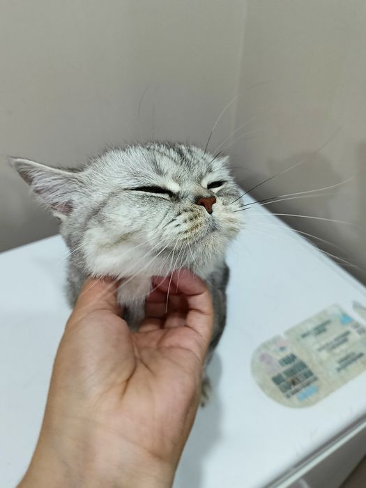 Отдадим кошку в добрые руки