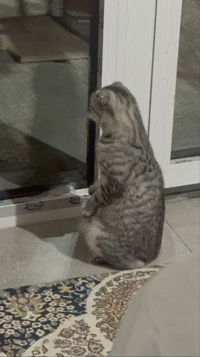 Кошка в добрые руки