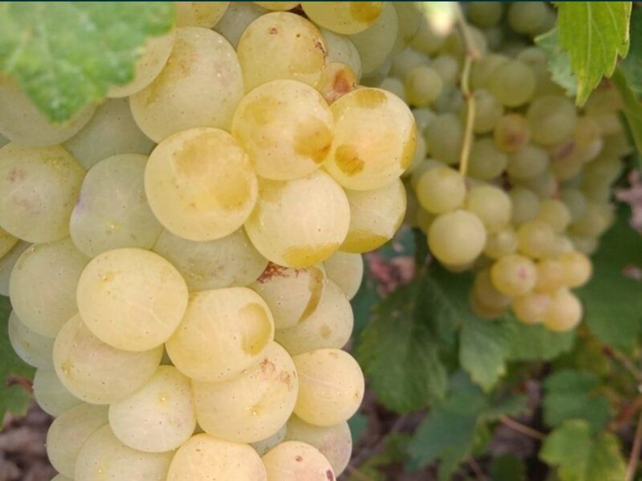 Vand struguri pentru vin și must