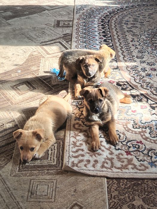 Отдам даром щенят