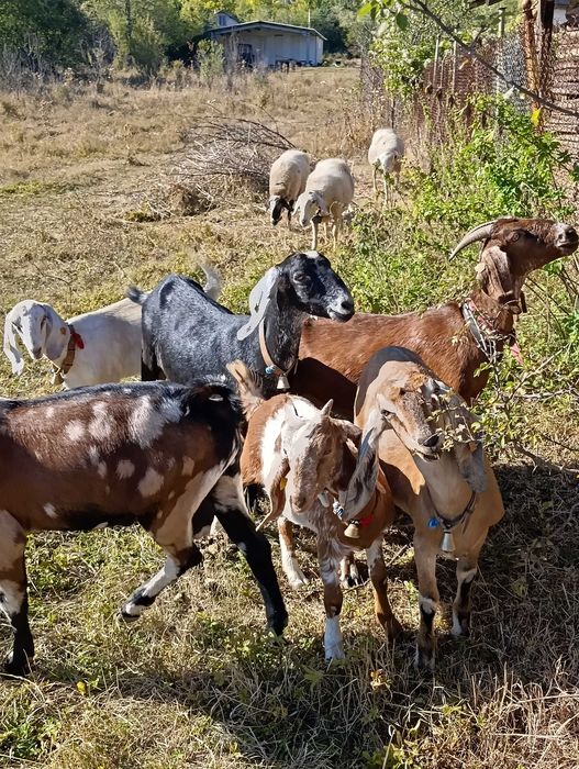 Продавам Англонубийски ярета и кози