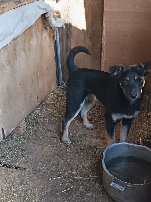 Отдам в добрые руки