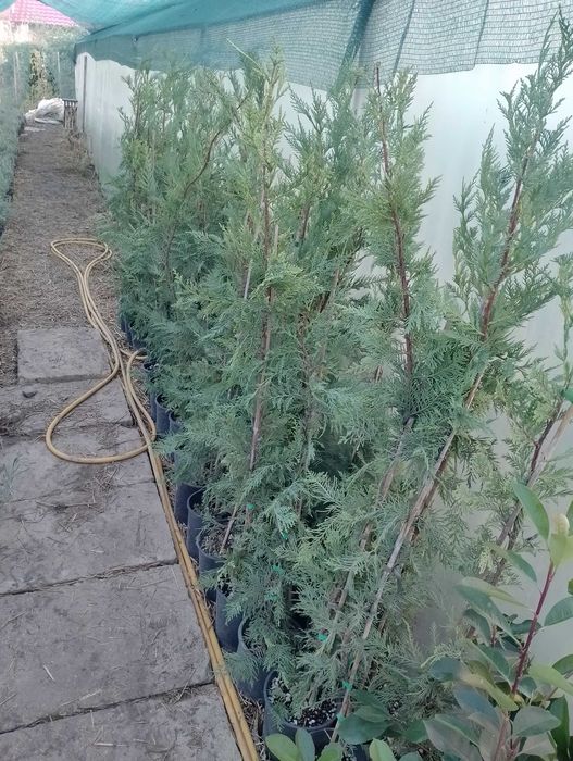 Лавровишна жив плет новита и кавказика 4лв