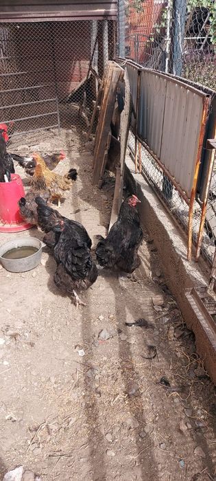 Продам кур породы Джерсийский гигант.