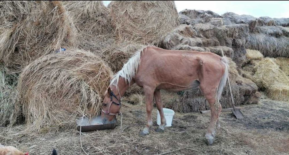 Бие 6 жасар сатам