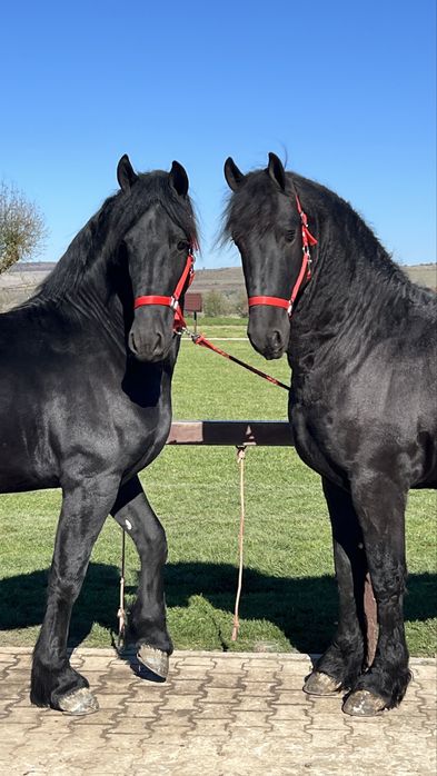 Friesian Friesieni Frizian Frizieni Armasari Armasar