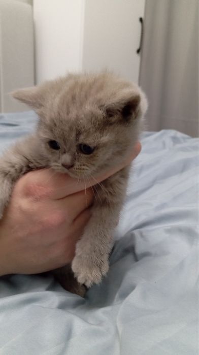 Котята Scottish Fold