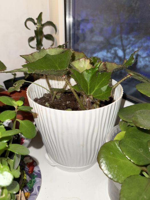 Продам комнатные цветы