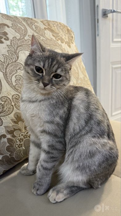 Продаётся котёнок Скоттиш страйт