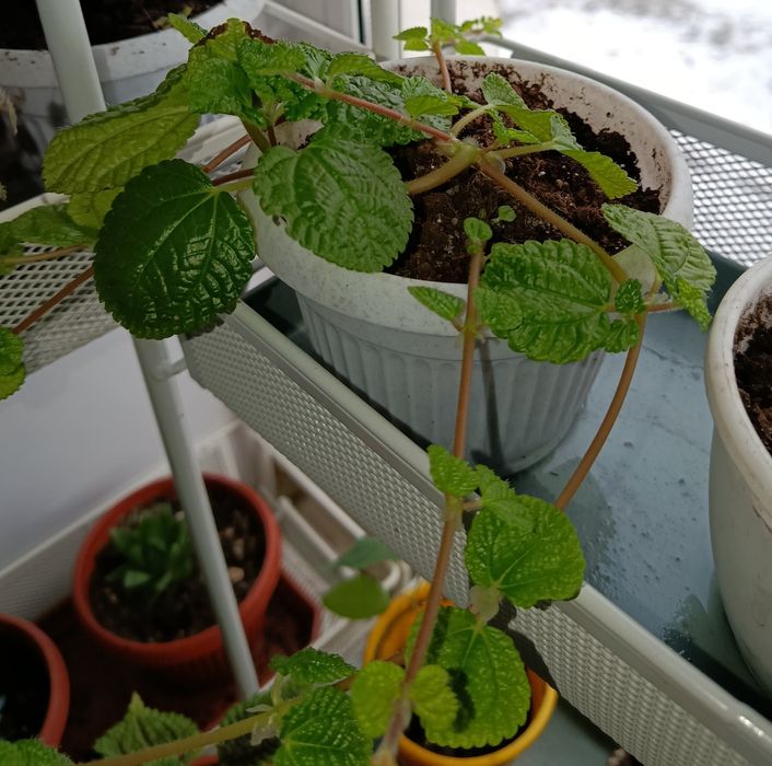 Комнатное растение. Колеус, пилея, хавортия