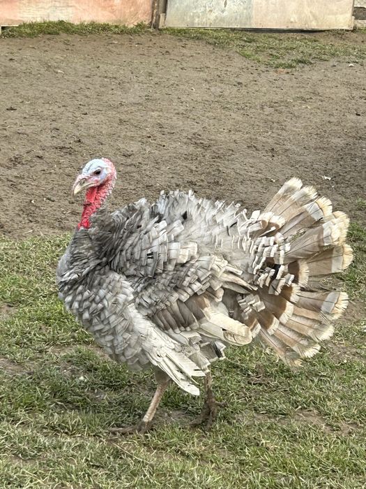 Vand 1 curcan si doua curici