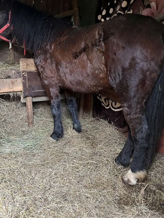 De vanzare sau schimb manza de 3 ani