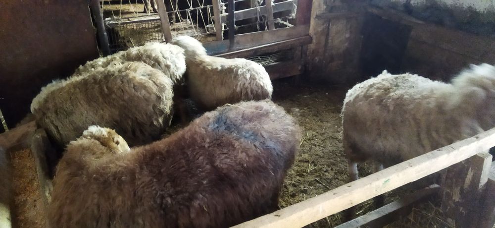 Семі, тоқтылар сатылады.