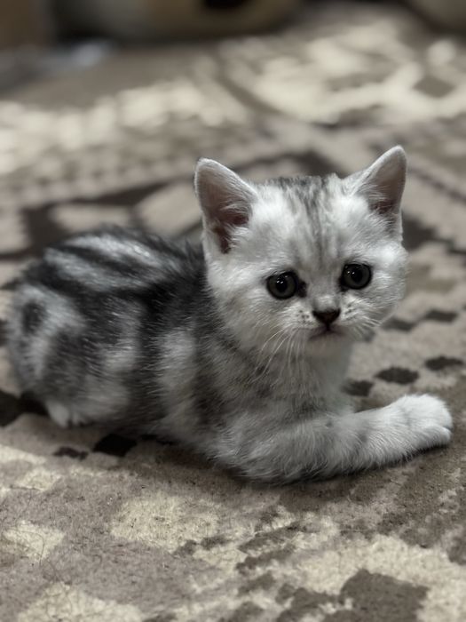 Продам котят, британцы