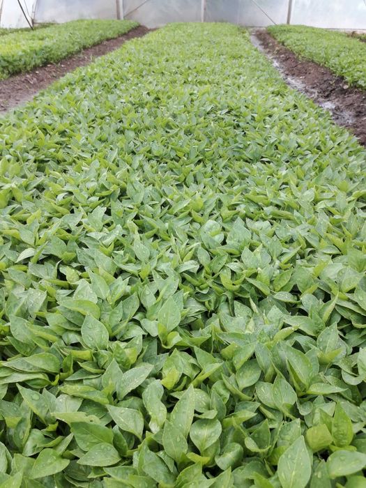 Продавам разсад за Пипер,Домати,Краставици