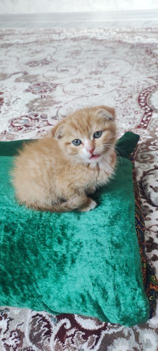 Продается котёнок