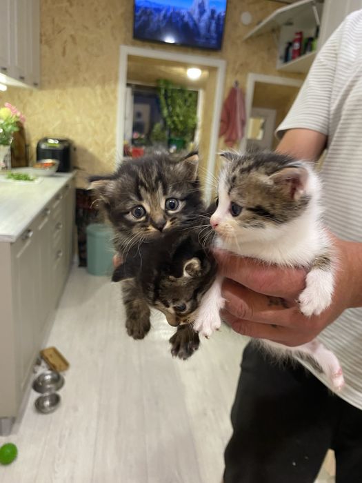 Отдам котят в добрые руки