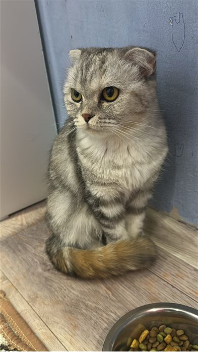 Скоттиш фолд девочка