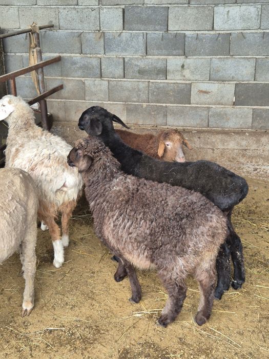 Бараны пос жетыген