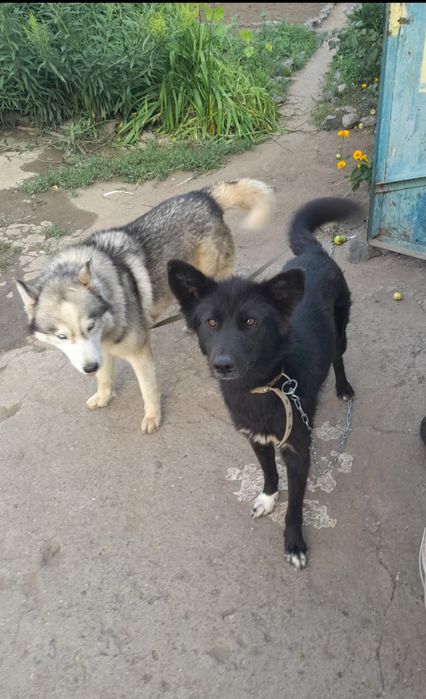 Собака в добрые, заботливые руки