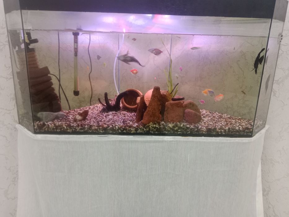 Аквариум сотилади балиқлари бн