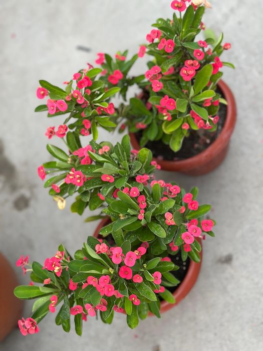 Цветы комнатные молочай герань