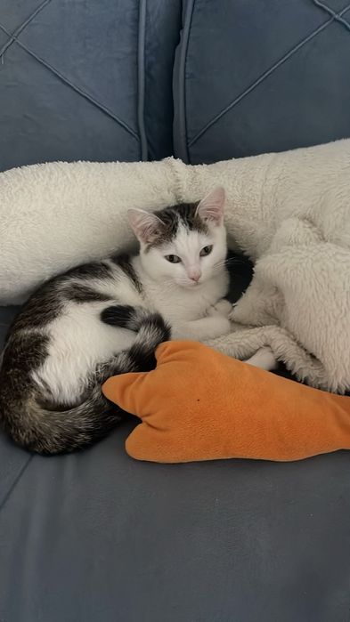 Отдам котёнка 5 месяц девочка