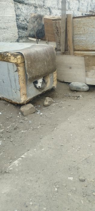 Күшіктер,щенята двортерьер