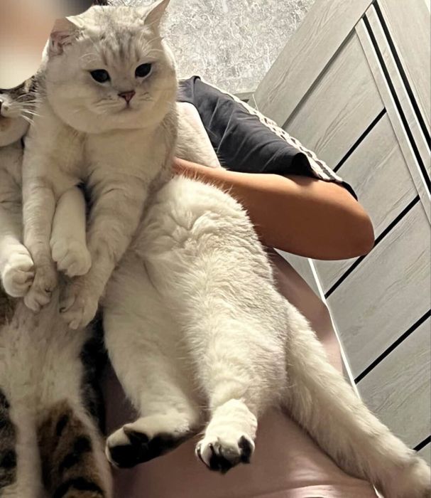 Вязка британский кот