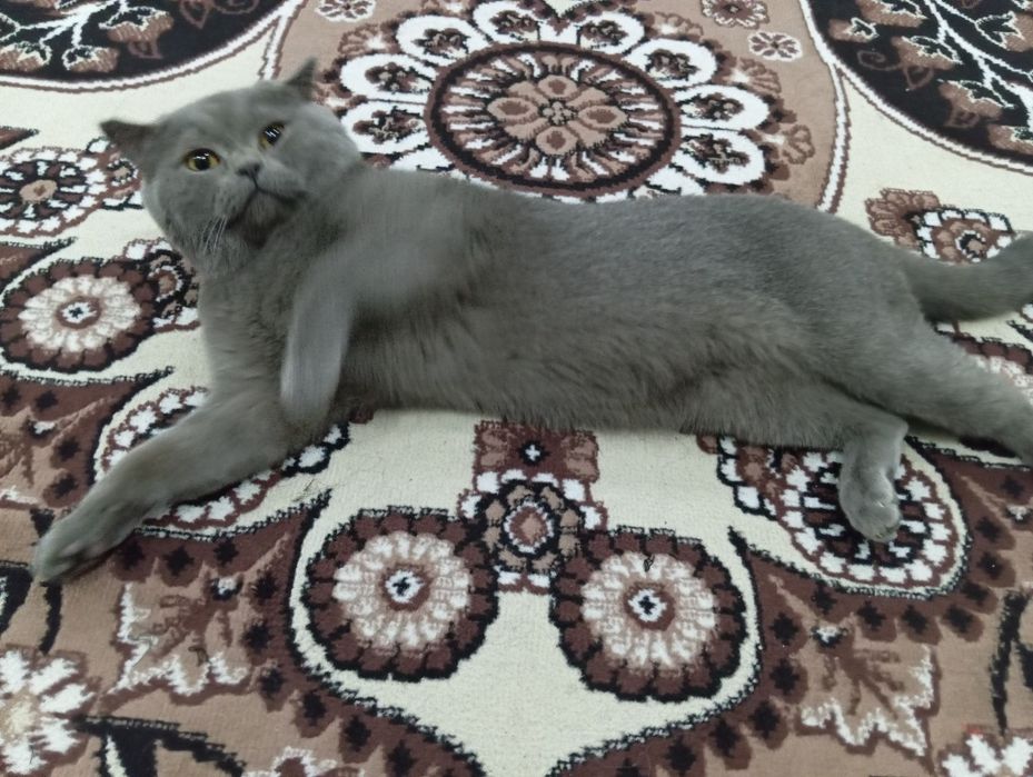 Vyazkaga Britan (toza qon)