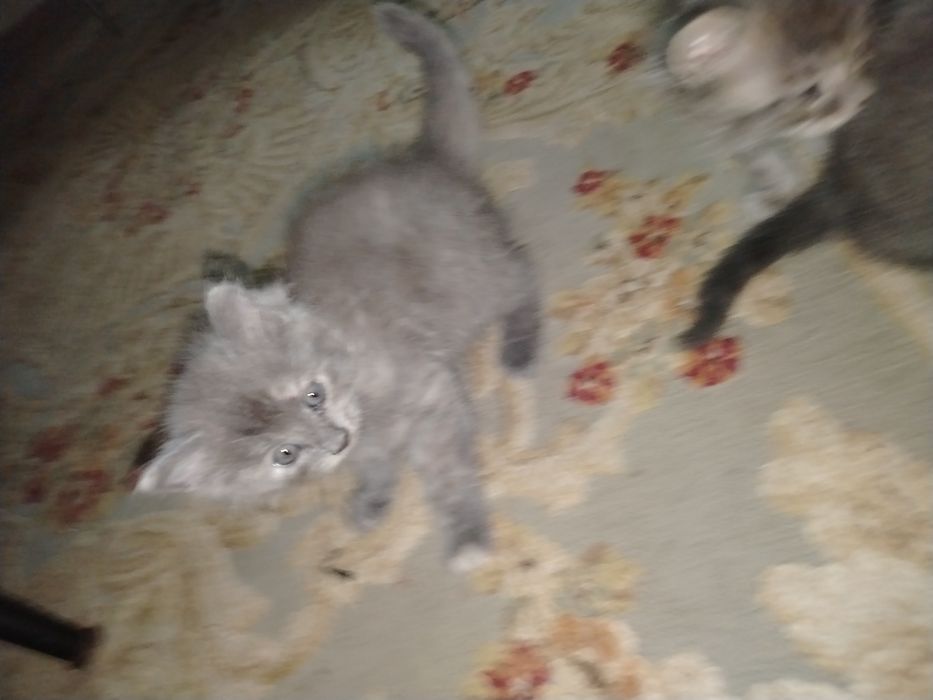 Котёнок мальчик! Отдам котёнка
