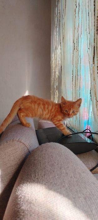 Отдам молодого котика