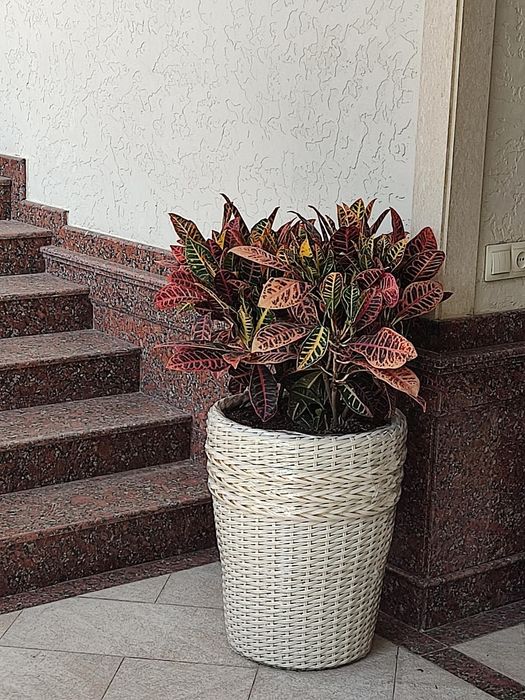 Kashpo iz rotanga kashpo.